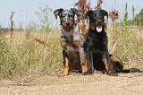 BEAUCERON - PUPPIES 007